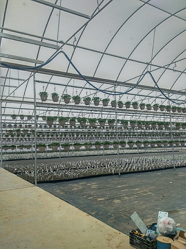 Greenhouse2 (1)